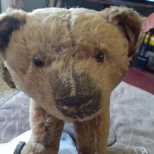 1030's Antique Steiff Mohair Teddy Bear On Metal Wheels w Collar Straw Stuffed